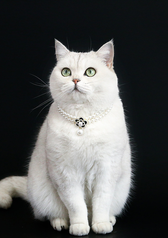 Black Imitation Pearl Cat Collar Necklace